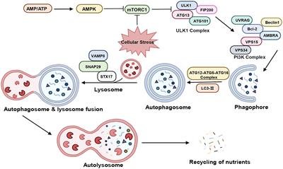 Natural products targeting autophagy and apoptosis in NSCLC: a novel therapeutic strategy